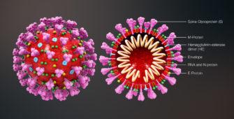 Corona Virus